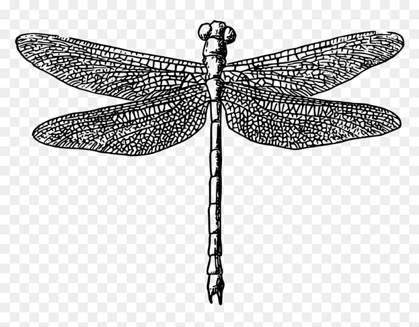 Onlinelabels Clip Art - Gardens By The Bay, HD Png Download - dragonfly silhouette png