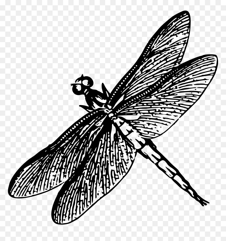 Dragonfly Poster Black And White, HD Png Download - dragonfly silhouette png