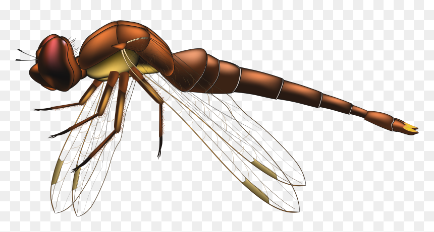 Dragonfly Brown Png Clip Art - Dragonfly Png, Transparent Png - dragonfly silhouette png