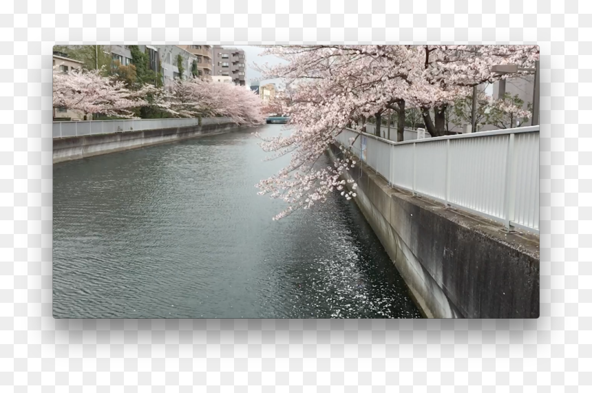 Cherry Blossom, HD Png Download - cherry blossom emoji png