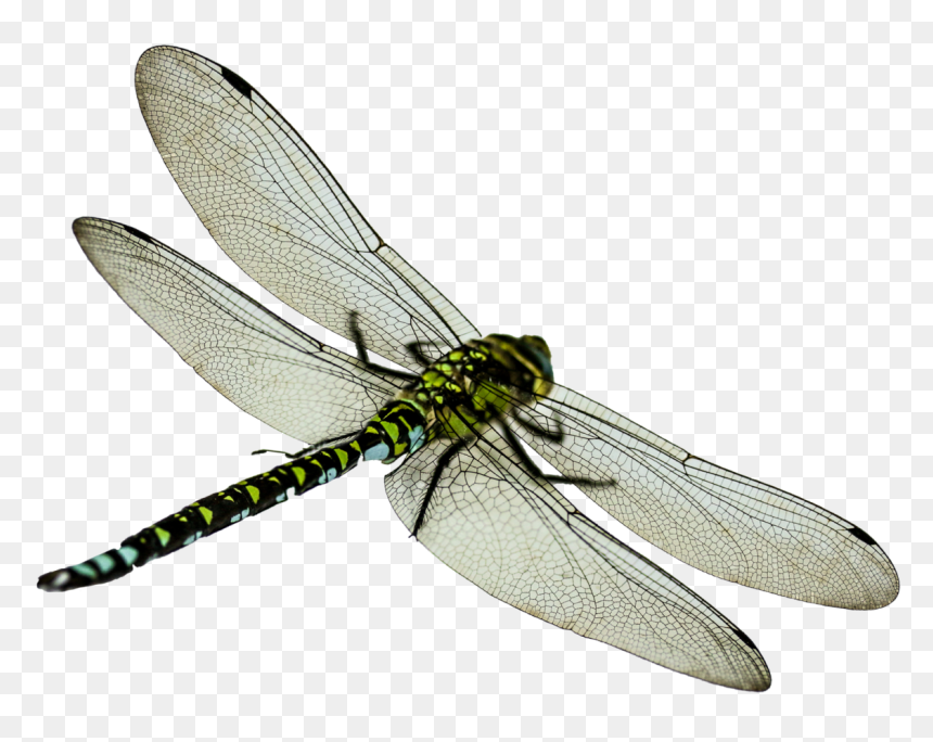 Dragonfly Png Transparent Ima - Dragonfly Png, Png Download - dragonfly silhouette png