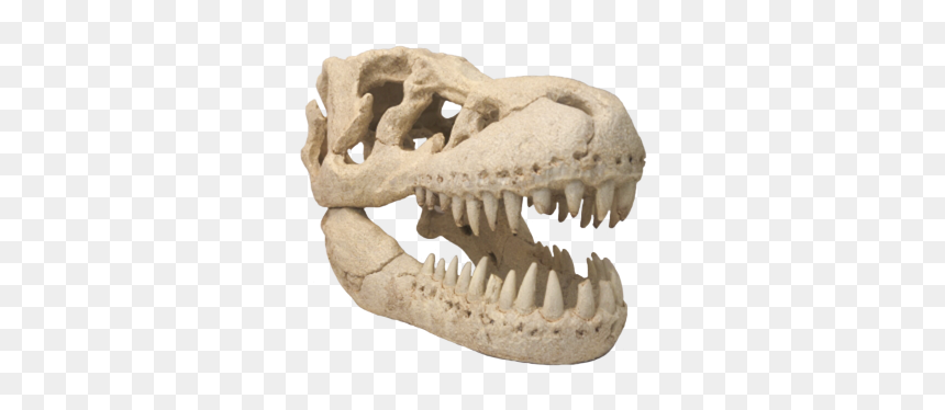 T-rex Skull Aquarium Ornament - Skull, HD Png Download - dinosaur skull png