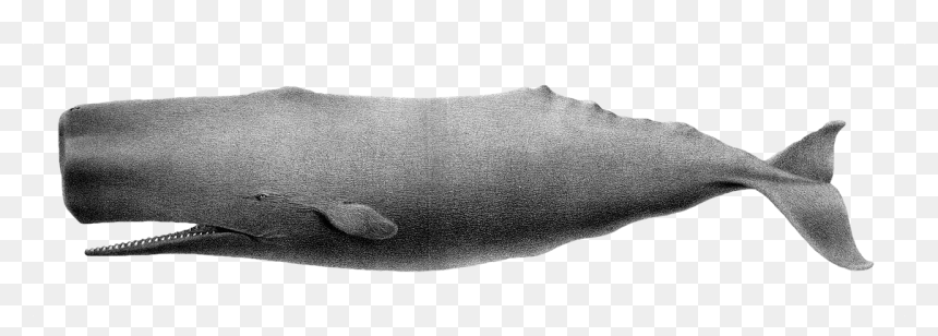 The Wisest And Most Courageous Of Whales, The Sperm - Sperm Whale Old Drawing, HD Png Download - sperm whale png