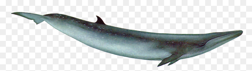Whale Png - Bryde's Whale Png, Transparent Png - sperm whale png