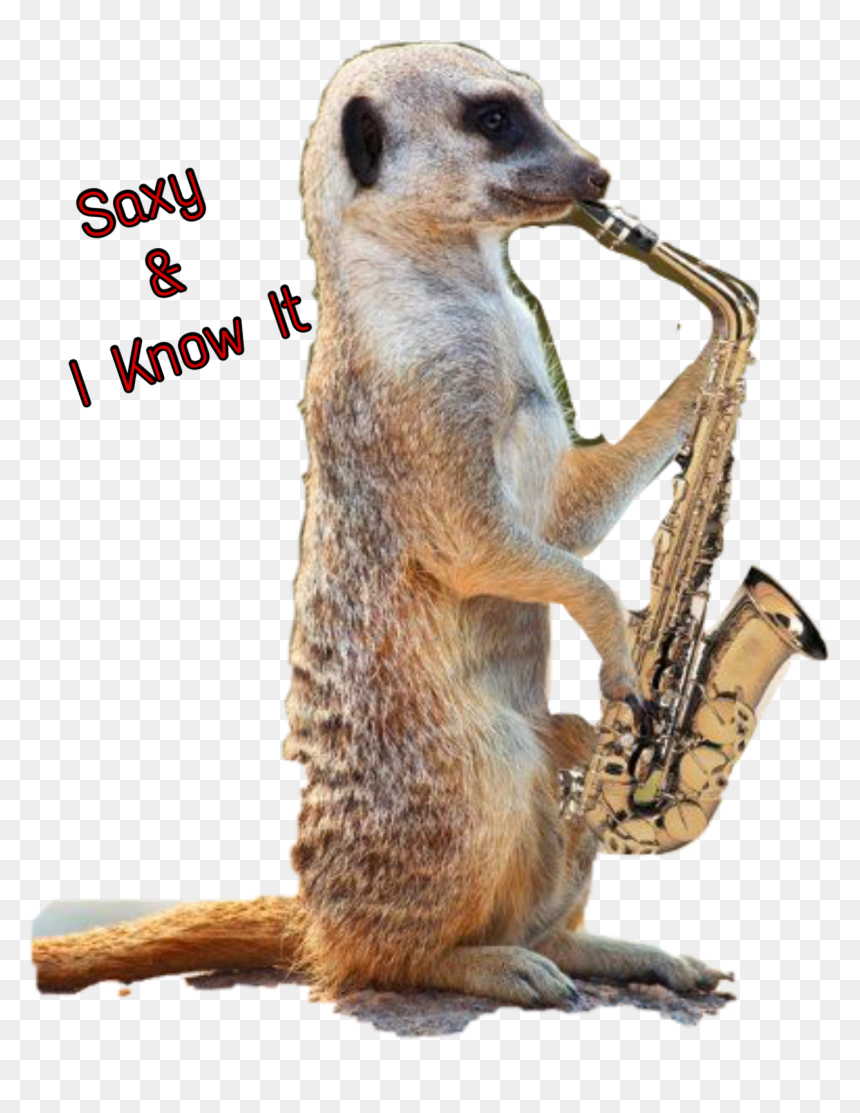 #saxophone #sticker #jazz #meerkat #dbanta2018 #freetoedit - Animals Playing Jazz, HD Png Download - meerkat png