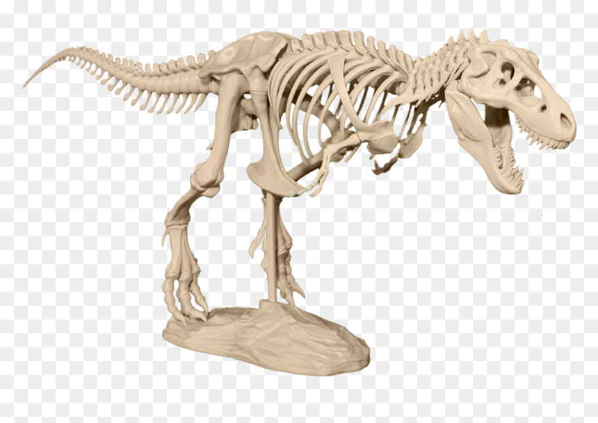 Skeleton T Rex 3d, HD Png Download - dinosaur skull png
