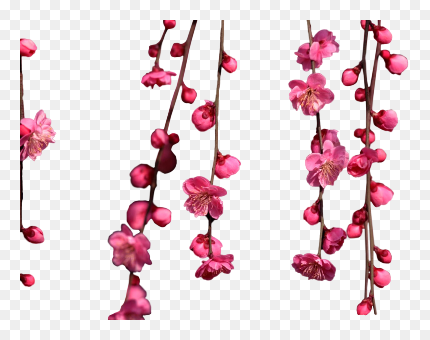 Hanging Cherry Blossom Png, Transparent Png - cherry blossom emoji png