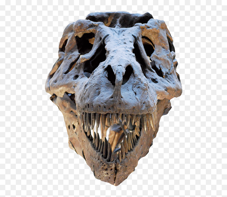 Field Museum Of Natural History, HD Png Download - dinosaur skull png