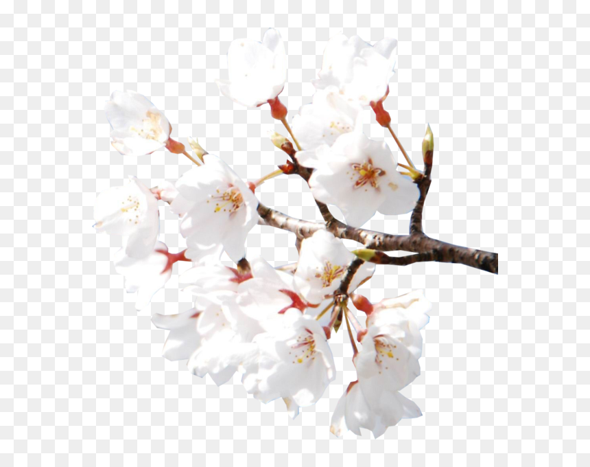 Hd White Cherry Blossom, HD Png Download - cherry blossom emoji png