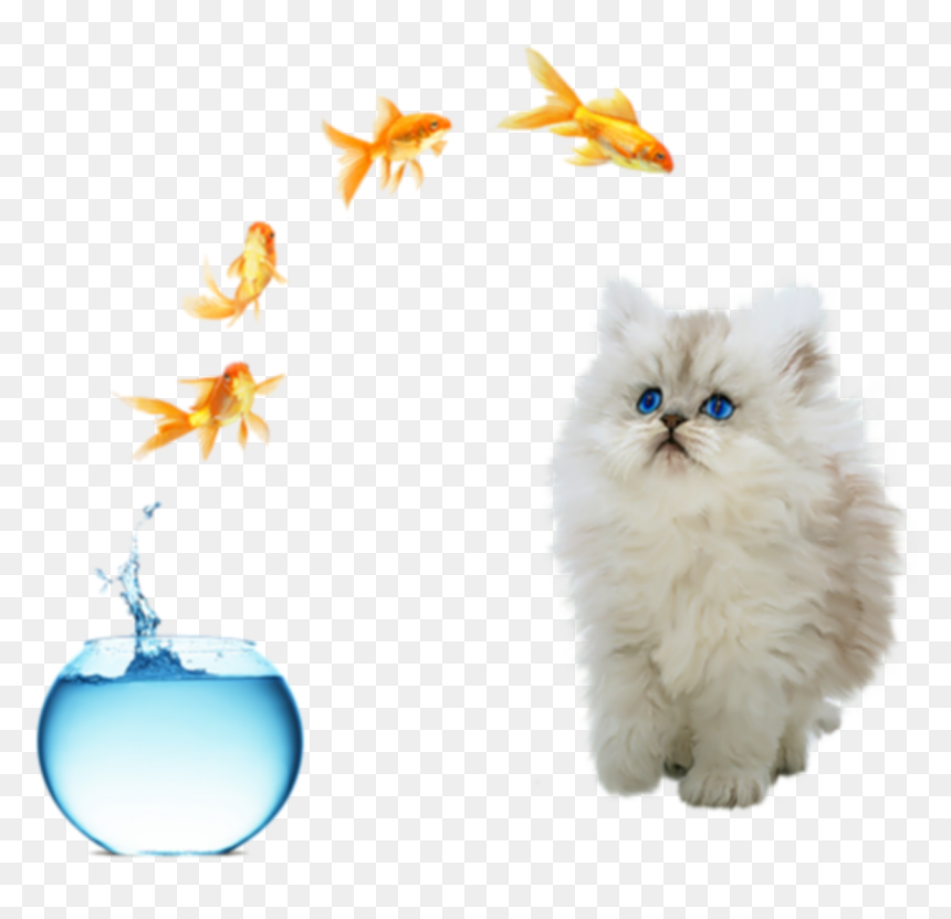 #freetoedit #cute #cat #fish Jumping Out Of Bowl - Life Is What You Make, HD Png Download - fish jumping png