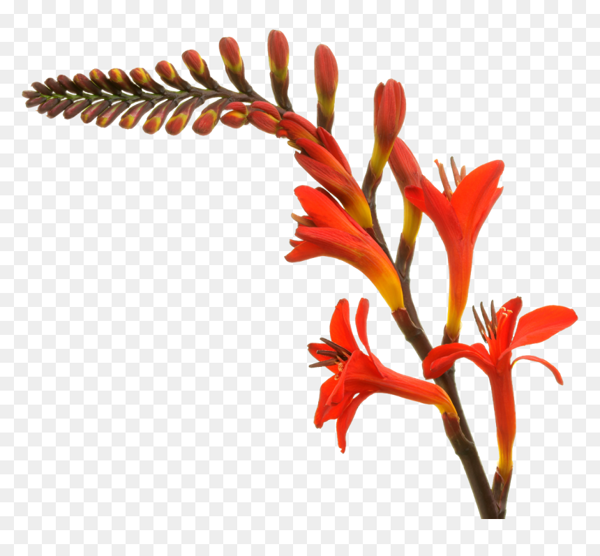 Heliconia, HD Png Download - lucifer png