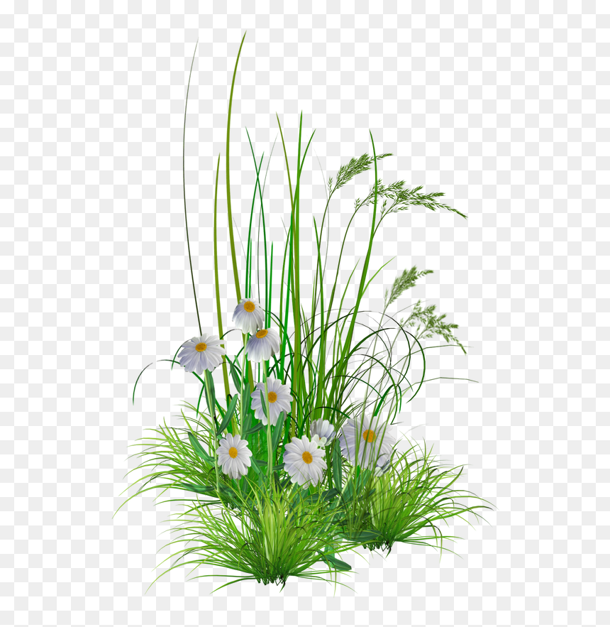 Garden Flowers Png, Transparent Png - garden flowers png