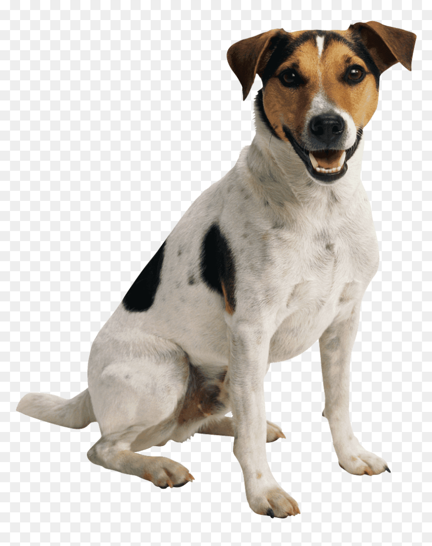 Pet Sitting Dog Toys Cat Dog Walking - Jack Russell Terrier Transparent, HD Png Download - dog toys png