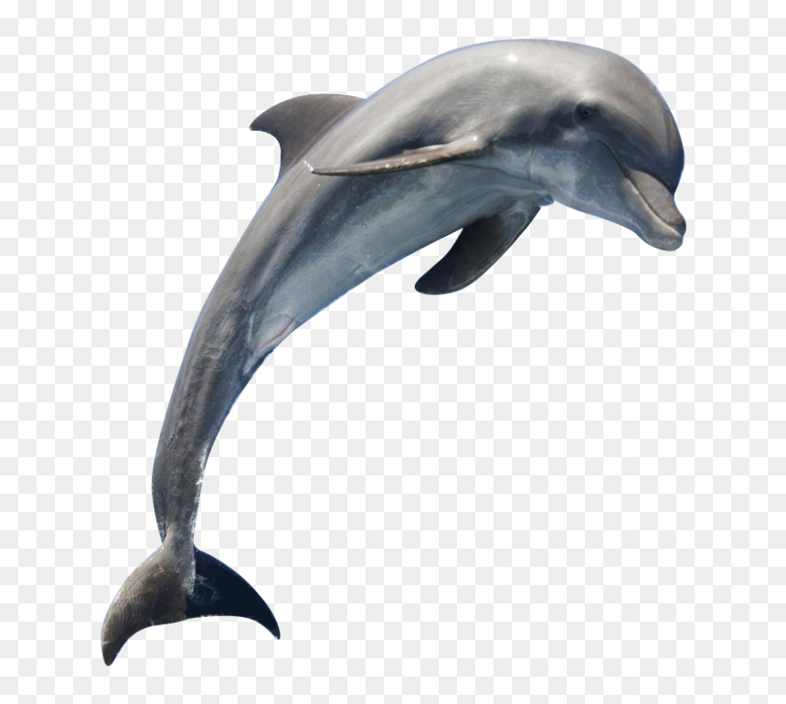 Justin Bieber Falling Unicycle, HD Png Download - fish jumping png