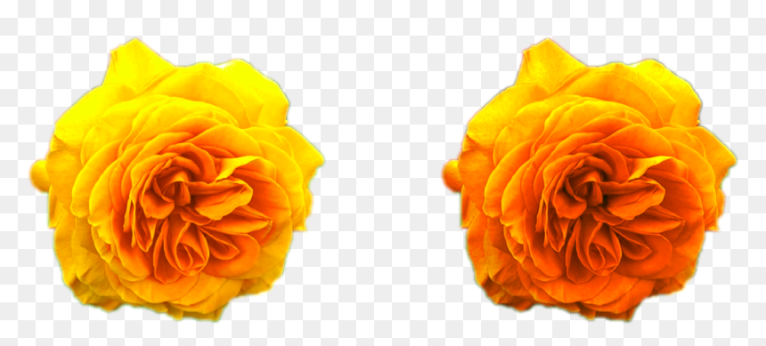 Yellow Roses Golden Png Png Nature Flowers Free Download - Portable Network Graphics, Transparent Png - garden flowers png