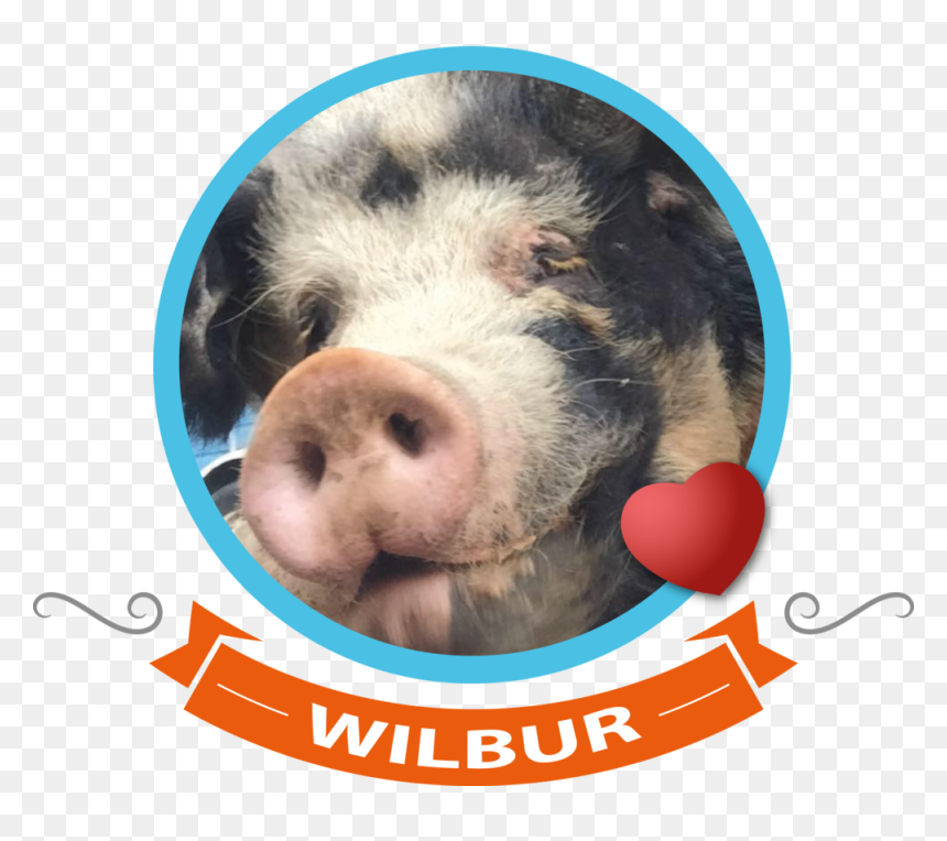 - Domestic Pig - Los Barberos Classic Barbershop, HD Png Download - pig nose png