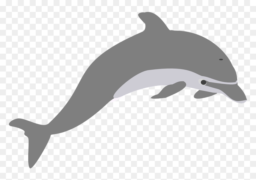 Grey Dolphin Clipart, HD Png Download - elegant png