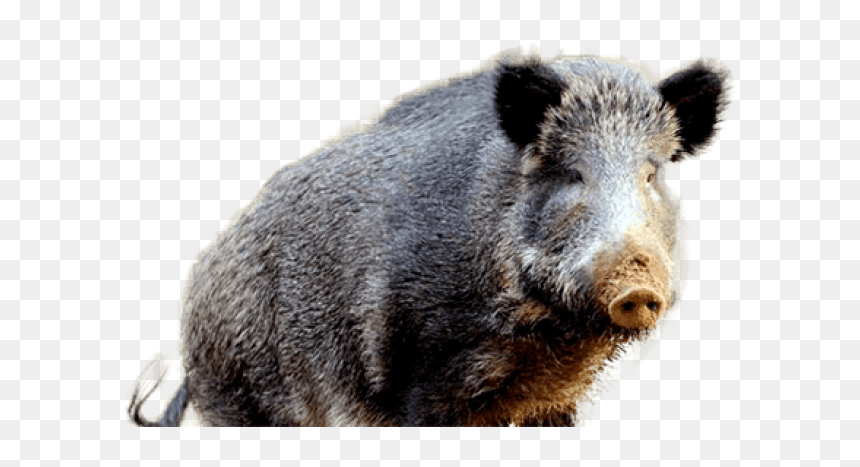 Wild Boar, HD Png Download - pig nose png