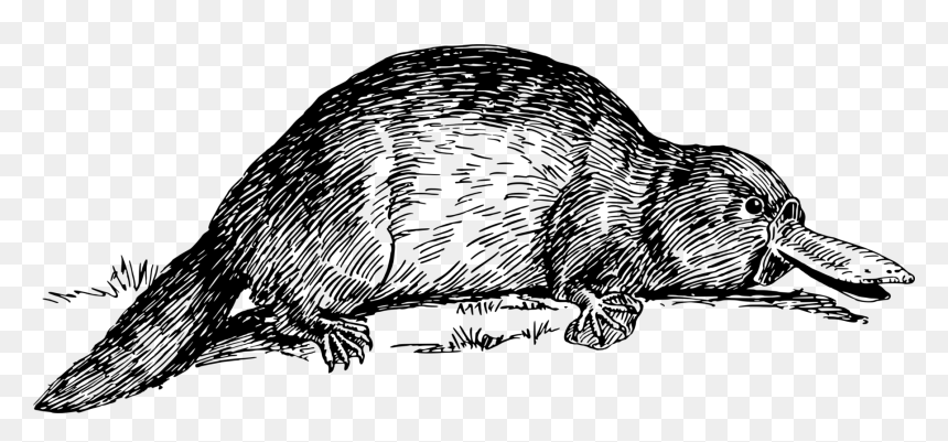 Reptile,art,monochrome Photography - Black And White Of Platypus, HD Png Download - perry the platypus png