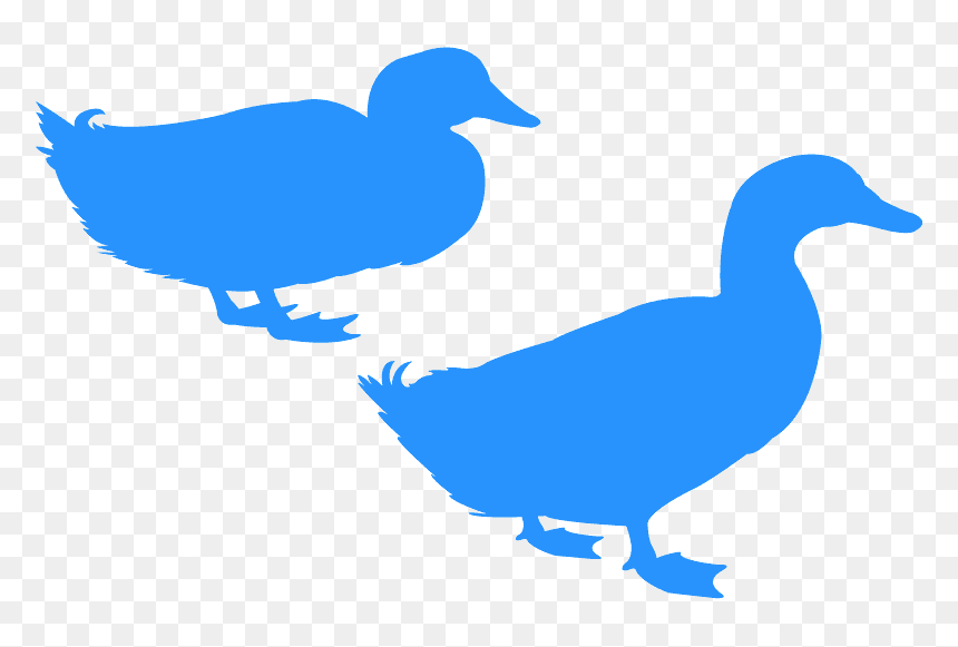 American Black Duck, HD Png Download - duck silhouette png