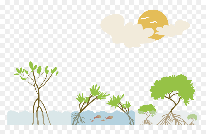 Mangrove Clipart Aerial Plant - Png Ecosystem, Transparent Png - mangrove png