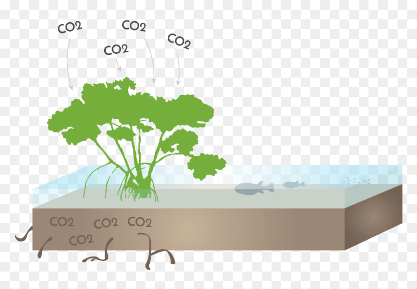 Clipart Mangroves Png, Transparent Png - mangrove png