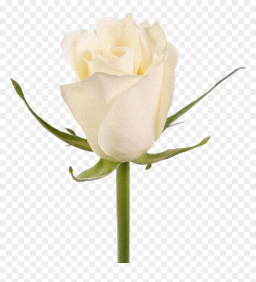 Rosa Blanca Png, Transparent Png - rosa blanca png