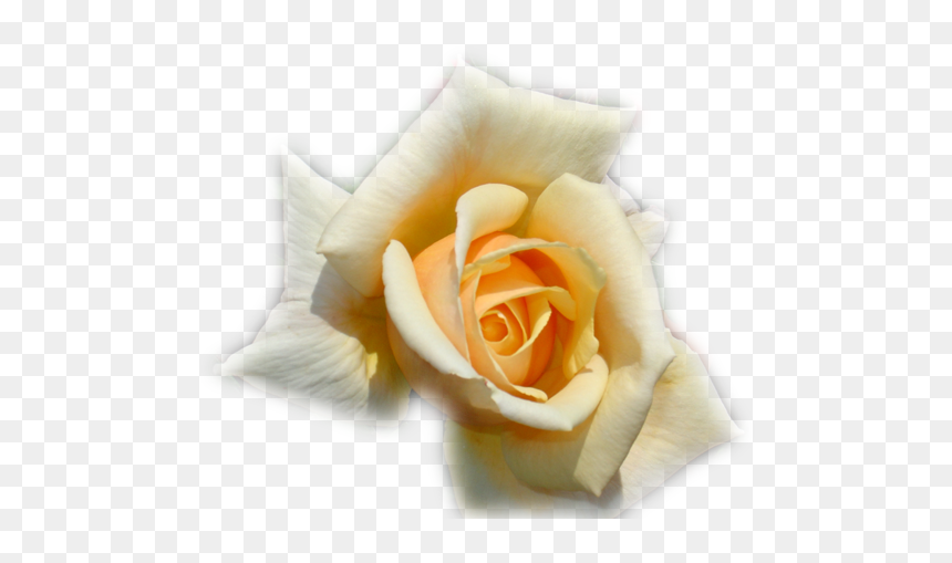 Thumb Image - Portable Network Graphics, HD Png Download - rosa blanca png