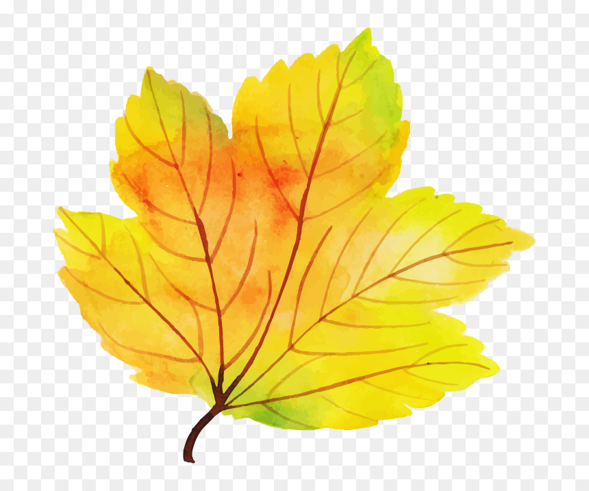 Maple Leaf, HD Png Download - watercolor trees png