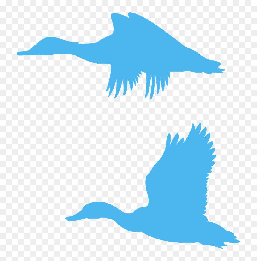 Portable Network Graphics, HD Png Download - duck silhouette png
