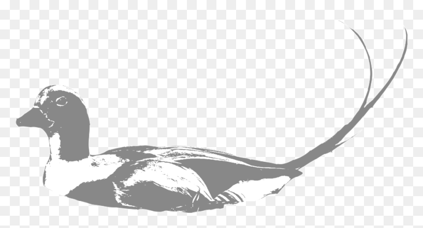 Old-squaw - Old Squaw Duck Silhouette, HD Png Download - duck silhouette png