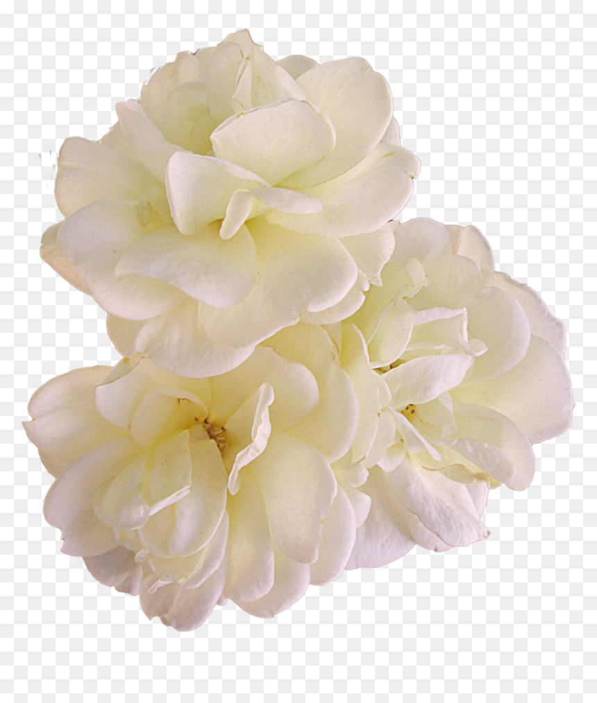 Gardenia Flowers Png Pic - Cut Flowers, Transparent Png - gardenia png