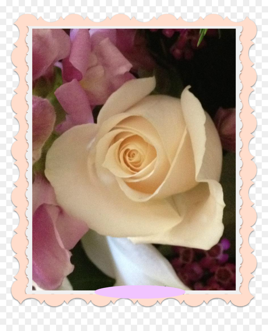 Navegación De Entradas - Floribunda, HD Png Download - rosa blanca png