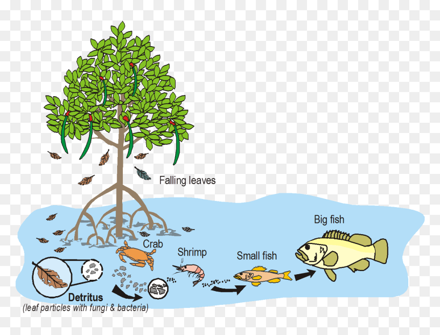 Nursery Of The Sea, HD Png Download - mangrove png