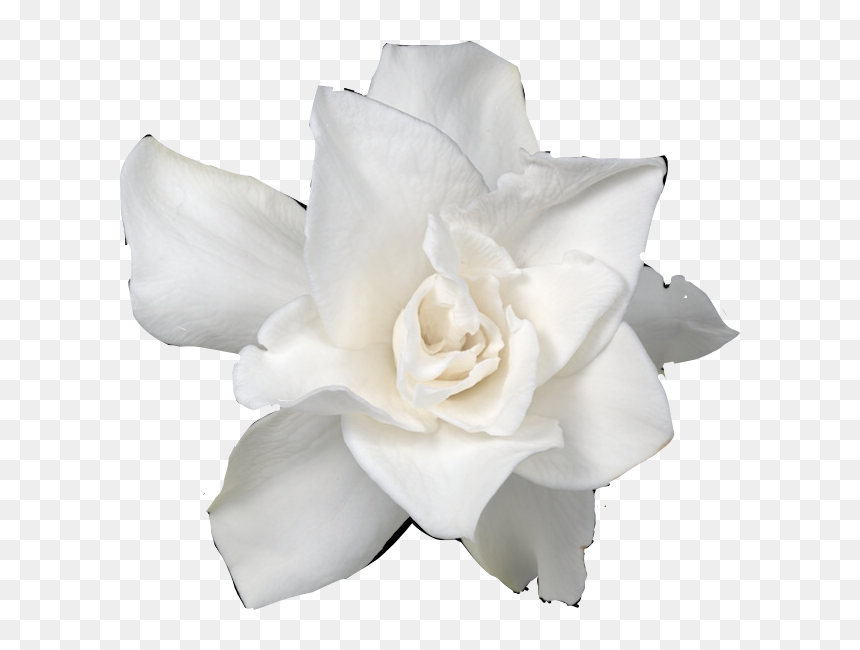 Ftstickers Flower Gardenia Freetoedit - Gardenia Pintadaen Blanco Y Neggto, HD Png Download - gardenia png