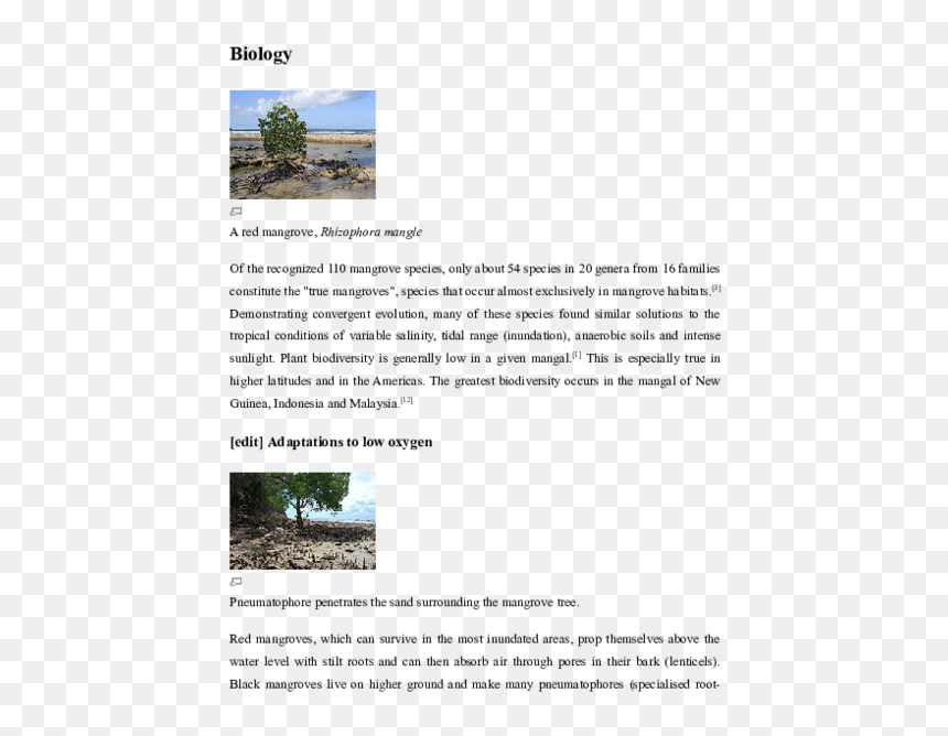 Tree, HD Png Download - mangrove png