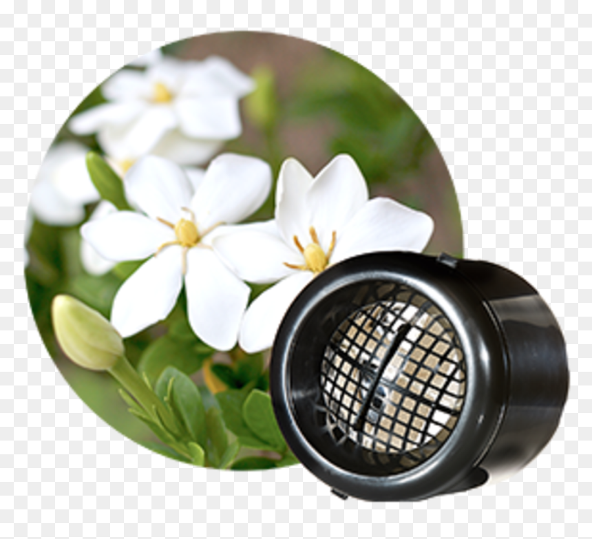 Gardenia , Png Download - Gardenia Varieties, Transparent Png - gardenia png
