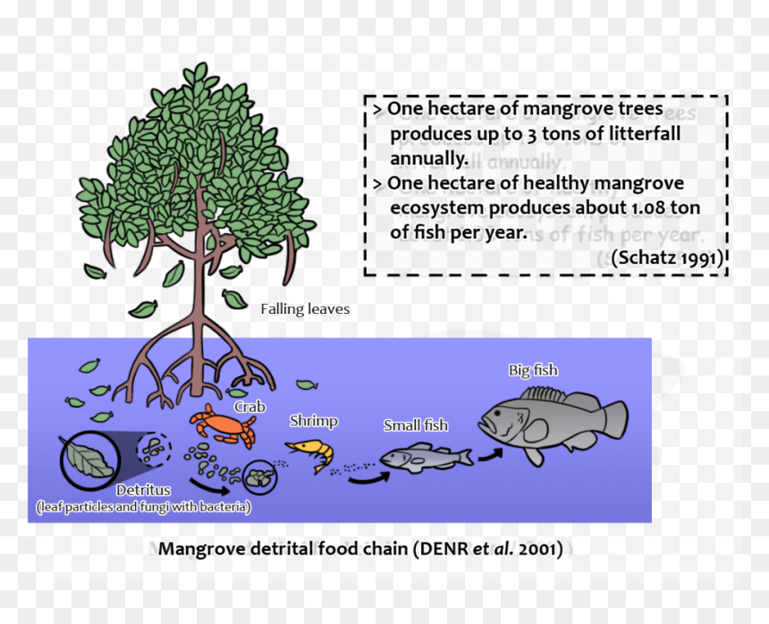 Mangrove Litterfall, HD Png Download - mangrove png