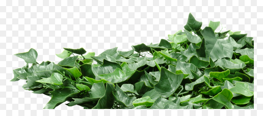 Crop, HD Png Download - ivy wall png