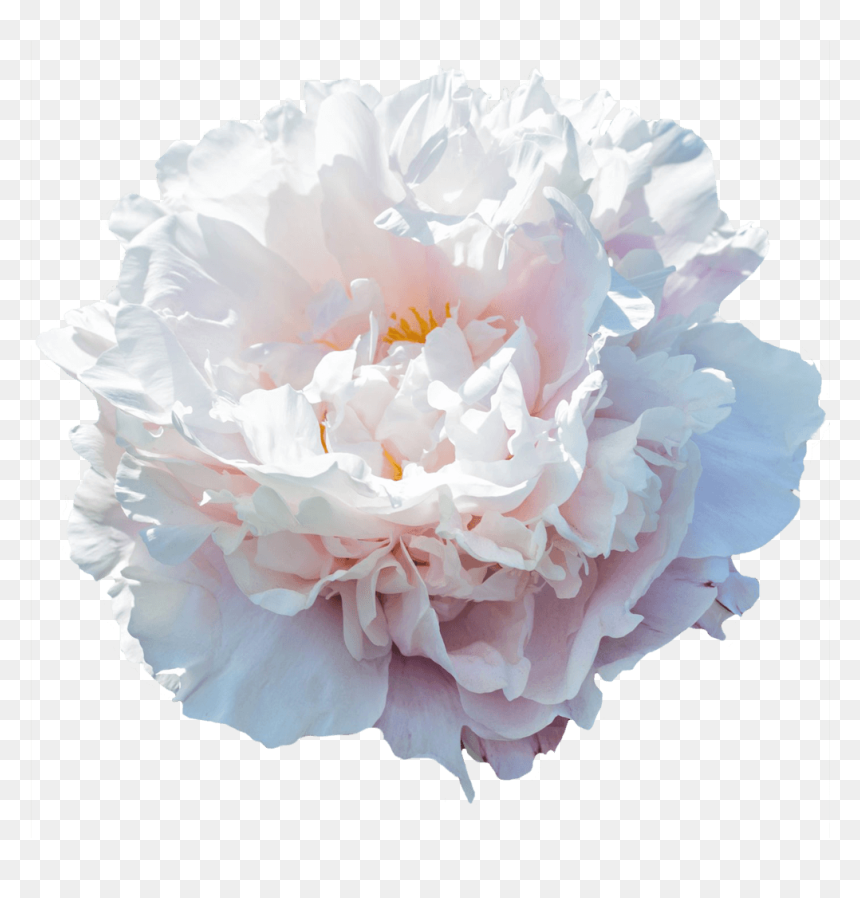 Gardenia Peony, HD Png Download - gardenia png