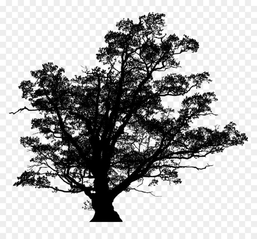 Oak, HD Png Download - tree png silhouette