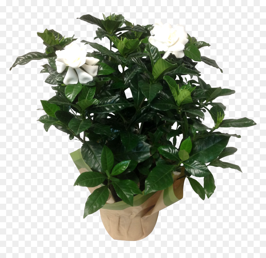 12in Gardenia Gardenia 7 In White Masson Farms - Plants, HD Png Download - gardenia png