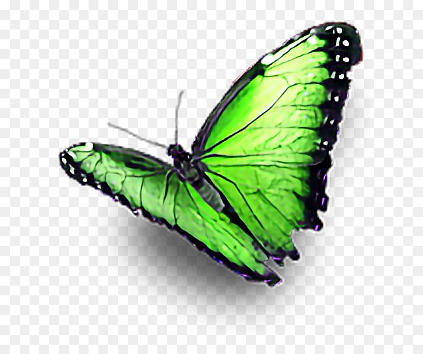 #green #butterfly #ftestickers - Mariposa Rosa Png, Transparent Png - green butterfly png