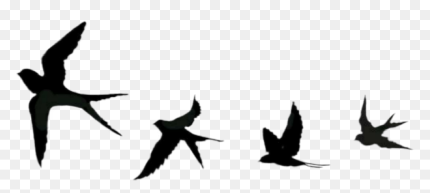 #pajaros #negros #volando - Pajaros Negros, HD Png Download - pajaros png