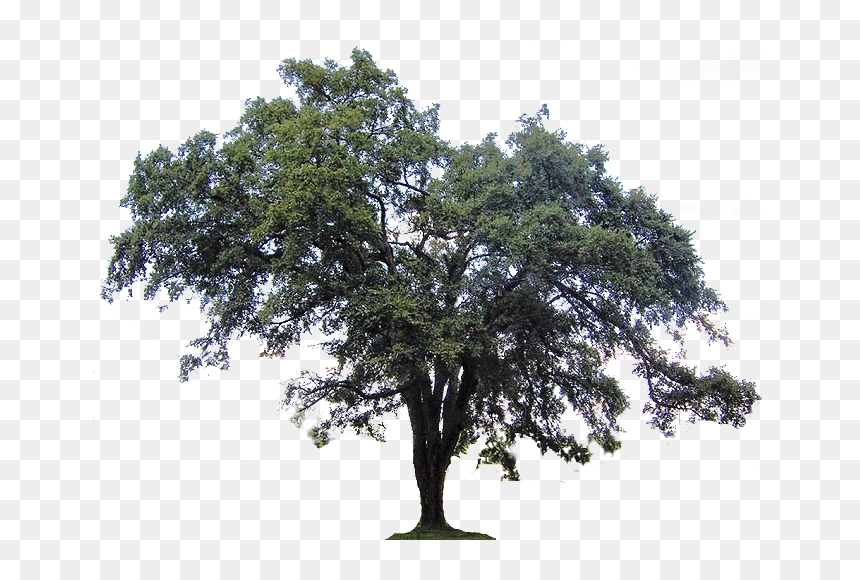 Ulmus Americana Southern Live Oak Tree Crab Clip Art - Live Oak Tree Png, Transparent Png - spanish moss png