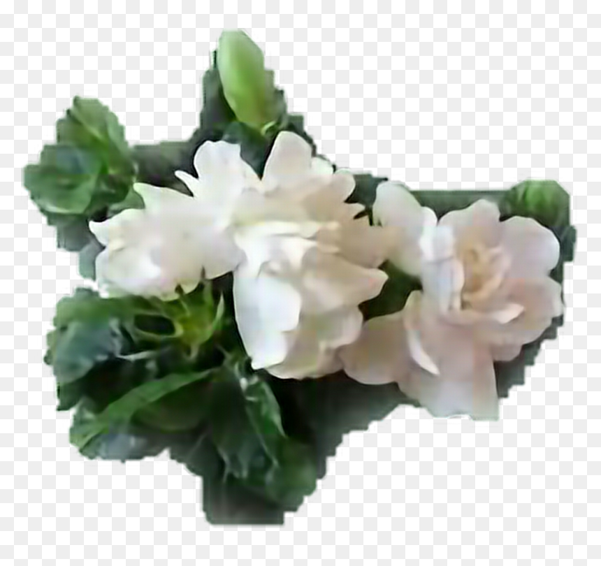 Bouquet , Png Download - Bouquet, Transparent Png - gardenia png