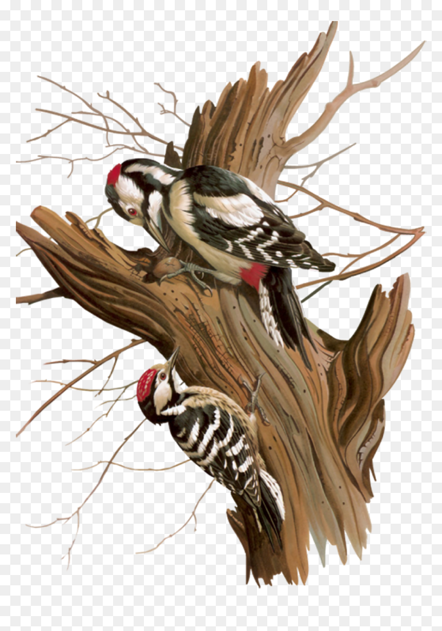Pajaros Png, Transparent Png - pajaros png