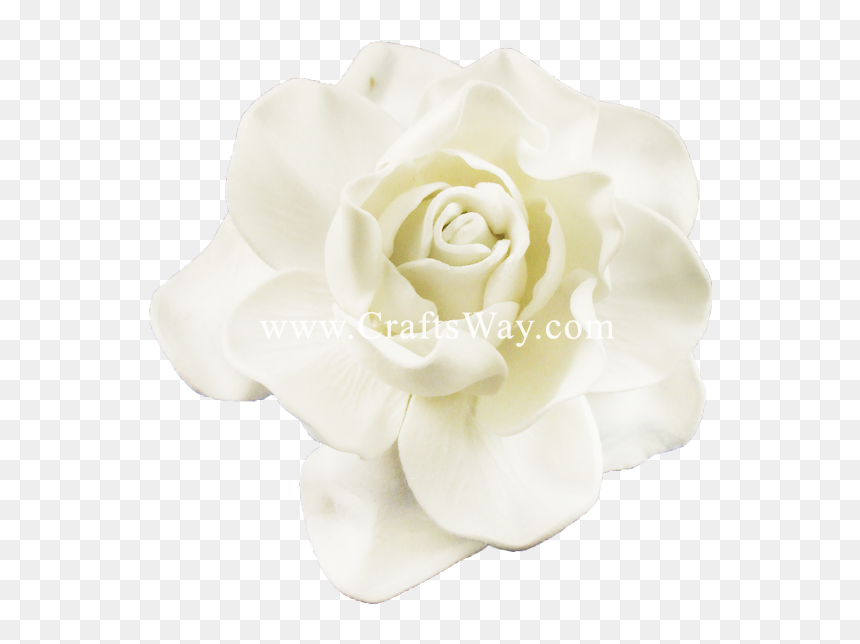 Fsh606 Gardenia Type E - Garden Roses, HD Png Download - gardenia png