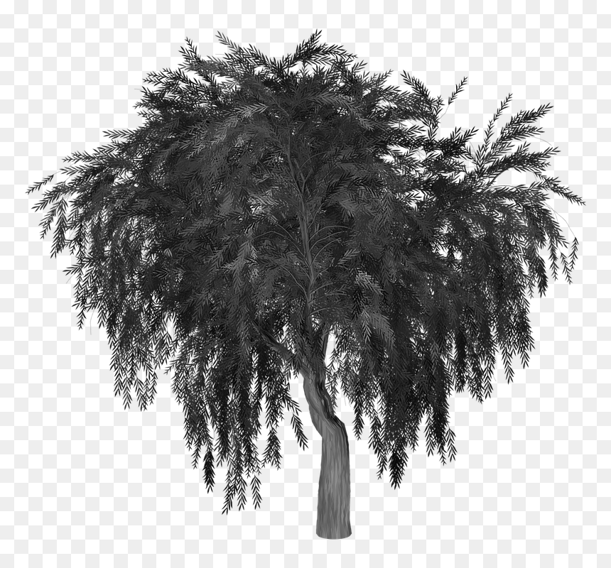 Willow Tree Silhouette Png, Transparent Png - weeping willow png