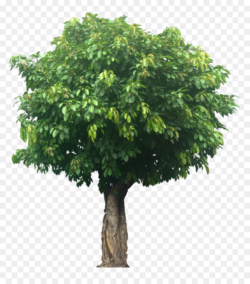Transparent Background Tree Png, Png Download - deciduous tree png